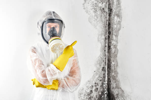 Reliable North Potomac, MD Mold Removal Services Solutions